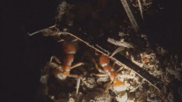 chaos in Formica nest as red Polyergus ants overrun Formica ant nest