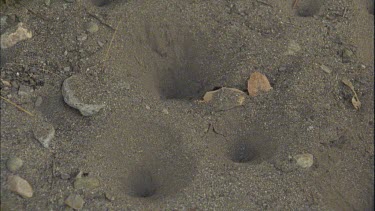 pill bug falls into ant lion pit