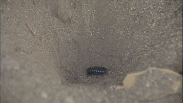 pill bug struggling to climb out of ant lion pit