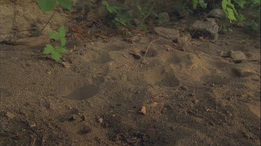 pill bug walking along ground, falls into ant lion pit and is trapped