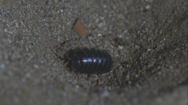pill bug curled up in a ball at the base of the ant lion pit, trying to defend itself.