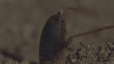 beetle with head in ant lion grasp