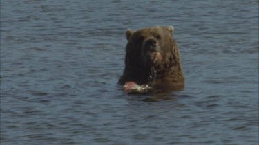 brown bear in river eating salmon