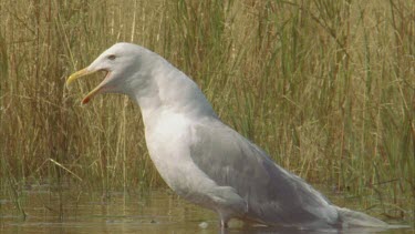 seagull calling