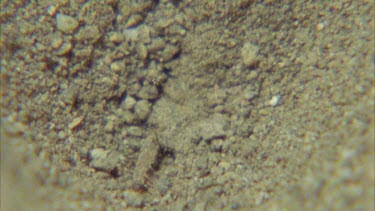 ant lion digging pit, see its jaw