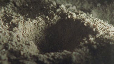 ant lion digging excavating pit