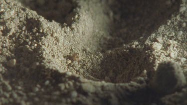 ant lion digging excavating pit, it kicks sand at the camera lens