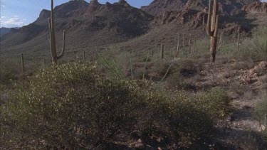 saguaro cactus, mountains in background