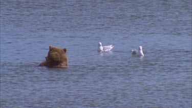 bear in lake eating salmon, seagull floats nearby waiting for scraps