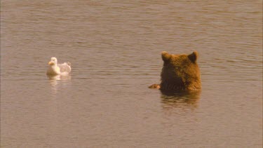 bear in lake eating salmon, seagull floats nearby waiting for scraps