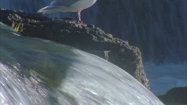 seagull on edge of waterfall with cascading water behind. Salmon run Alaska.
