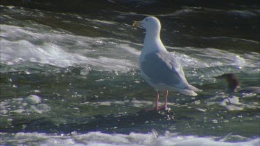 seagull at bottom of waterfall watching for salmon or scraps from fishing bears. The water is rough and tumultuous