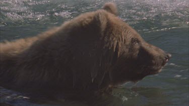 bear baby at base of falls fishing, lots of white frothy water