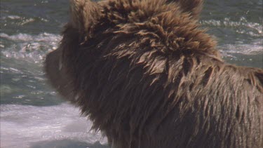 bear baby ducks head into frothy water