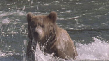 bear baby ducks head into water, surfaces and then goes down again to look for fish