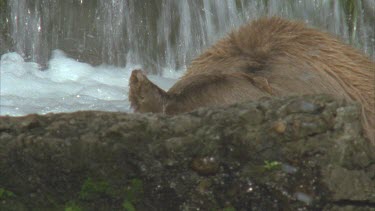 mother at base of waterfall comes up with a large flapping salmon in her mouth. She shares with .