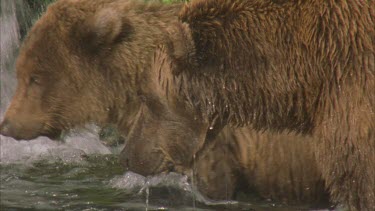 bear baby fishing with mother, mother yawns as if bored.