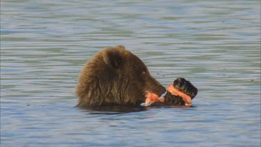 of adult eating salmon with both pa, in river. Nice claw definition