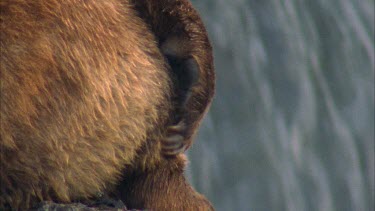 of adult scratching hind leg, talons outstretched