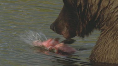 bear eating salmon in water