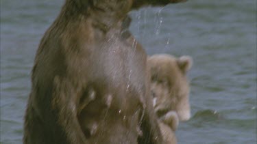 bears in river looking around, ducks head into water looking for fish