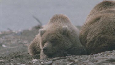 resting, lying next to mother