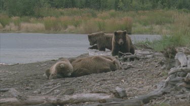 family group resting on river bank shore. Behind them two bears play. One tries to get insects out of a fallen log