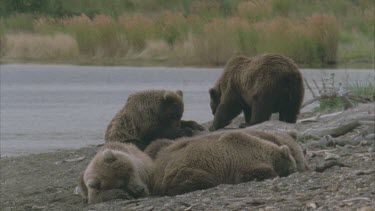 family group resting on river bank shore. Behind them two bears play. One tries to get insects out of a fallen log