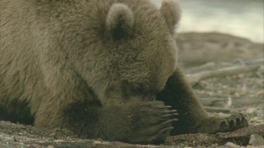 bear on shore eating salmon, good shot of claw