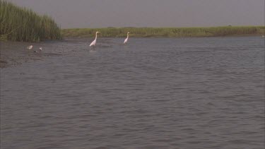 Dolphins herding fish toward shore, Dolphins throw themselves onto beach, eat fish. egrets on the river bank wait to scavenge left over.