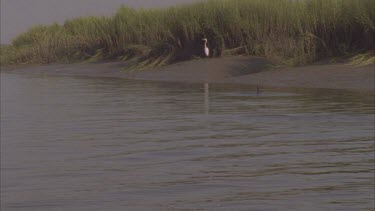 dolphin in shallow feeding and herding fish towards the river bank. Birds egrets eager for left over.