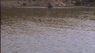 Dolphins swimming near shore, blow water out of blowhole