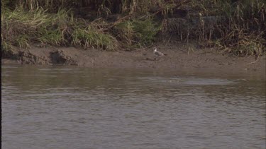 Dolphins swimming near shore, blow water out of blowhole