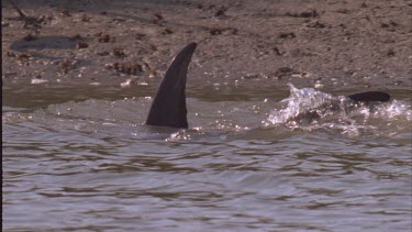 Two Dolphins swimming close to shore to herd fish and trap them on the bank. A crane walks on shore in background