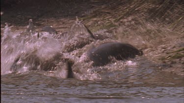 Dolphin pod throwing themselves at the shore to feed on fish. Topside