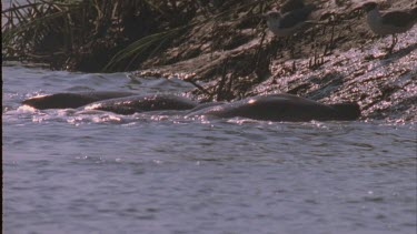 Egrets on bank watching retreating dolphins