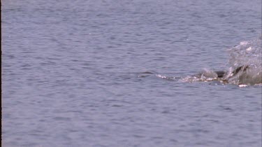 Dolphin pod herding fish in water. Gulls fly overhead anxiously