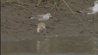 gulls waiting for dolphins to herd fish onto bank