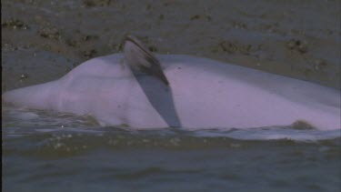 dolphin pod on shore splashing in the shallow as they feed on the trapped fish. Slowly retreating back into the water