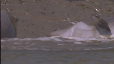 dolphin feeding on fish on shore. See mouth blowhole and fin