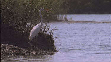 egret on river bank flies off
