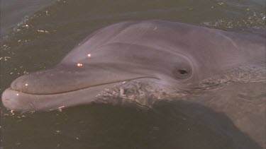 dolphin face eye beak . Dolphin peering curiously out of water.