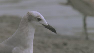 seagull looking at river, side profile. Another seagull joins and pushes the first away.