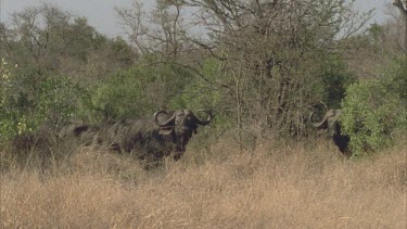 Buffalo in tall dry grass, looking at camera