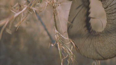 Elephant uses trunk to bring dry grass to mouth