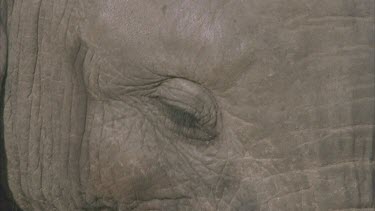 elephant eye, elephant chewing, a very small tusk and long trunk