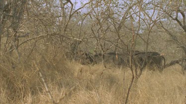 PAN across buffalo herd standing under thorny acacia trees