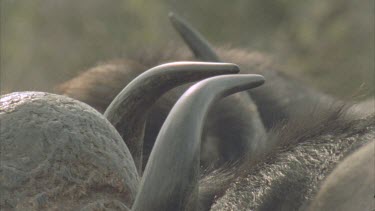 Buffalo horns sharp and pointy