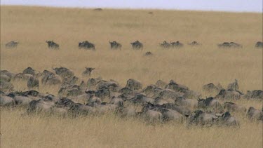 Herd of Wildebeest moving in line, through grassland