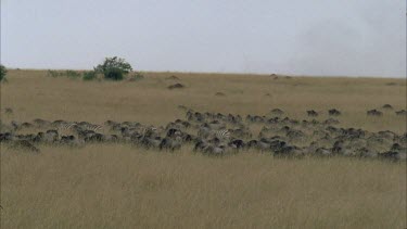 Herd of Wildebeest and herd of zebra